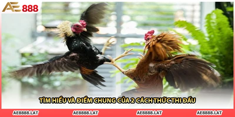 Tìm hiểu và điểm chung của 2 cách thức thi đấu